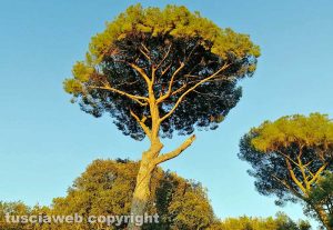 Roma - Un pino