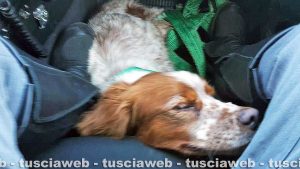 Viterbo - Il cane salvato dai poliziotti della stradale