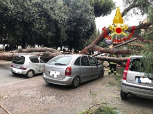 Roma - Il pino crollato sulle auto