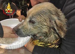La Spezia - Il cane Ettore dopo l'intervento dei vigili del fuoco