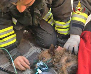Bologna - L'intervento dei vigili del fuoco