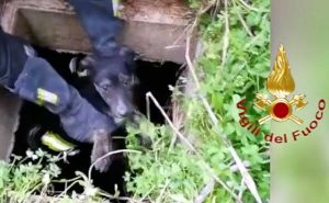 Brindisi - I vigili del fuoco salvano due cuccioli caduti nel pozzetto