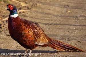 Ischia di Castro - Un fagiano