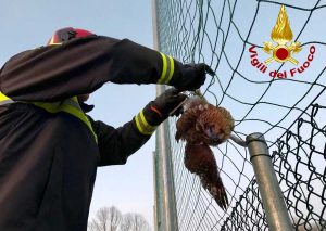 Varese - L'intervento dei vigili del fuoco