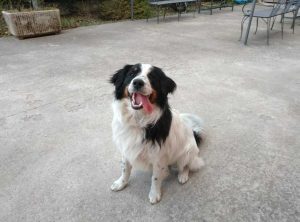 Viterbo - cane smarrito in strada Acquabianca