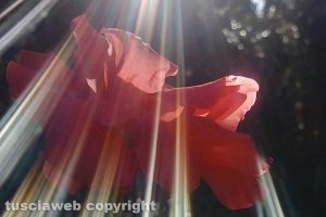 Fiori in controluce