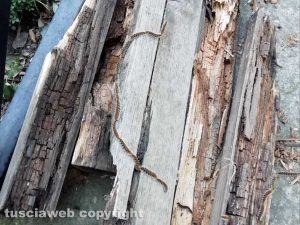 Viterbo - Le processionarie a pratogiardino Lucio Battisti