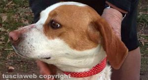 Ritrovata cagnolina sulla Cassia