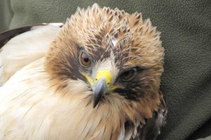 Barbarano Romano - Parco Marturanum - Uno dei rapaci