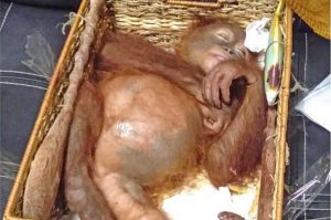 Bali - L'orango trovato nella valigia del turista russo