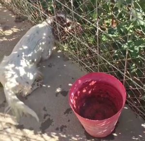 Montalto di Castro - Degrado al canile comunale