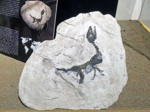 La mostra sui dinosauri "Terra dei giganti"