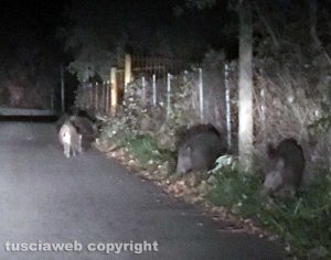 Cinghiali attraversano una strada - Foto di repertorio