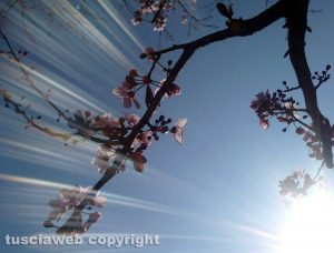 Primi fiori di primavera...