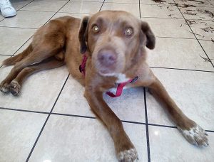 Cagnolino trovato sulla Cimina