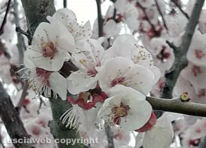 Fioriture di primavera