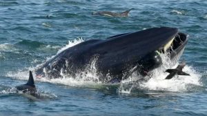 Sudafrica - Uomo inghiottito da una balena