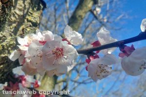 Vallerano - Arriva la primavera