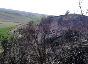Tarquinia - Due ettari di sterpaglie in fiamme in località Pisciarello