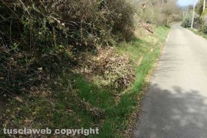 Viterbo - Strada Costa Volpara - Le potature nella cunetta