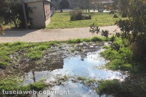 Viterbo - Acquitrino nel giardino di Valle Faul