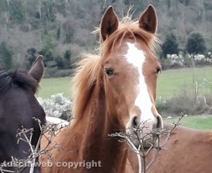 Un cavallo sul lungolago di Bracciano