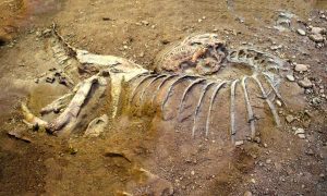 Il fossile di dinosauro trovato a Valle Faul
