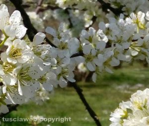 Susino in fiore