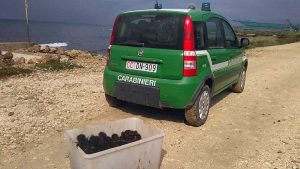 Tarquinia - I ricci di mare sequestrati dai carabinieri forestali