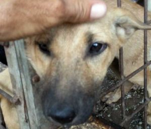 Cani in gabbia (foto di repertorio)