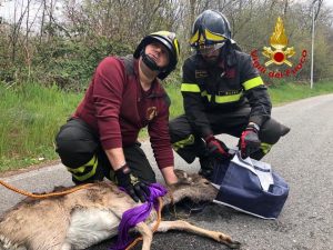 Vigili del fuoco salvano cerbiatto nel Naviglio Grande