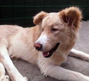 Il cucciolone Mosè