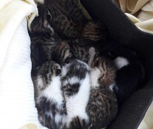 Tarquinia, gattini salvati