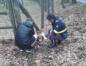 Il cucciolo salvato dagli agenti della polstrada sulla Cimina