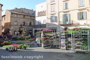 Viterbo - Piante in vendita a piazza delle Erbe durante San Pellegrino in fiore