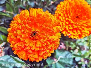 Le calendule