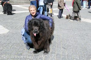 Viterbo - Ventunesimo raduno nazionale cani Terranova