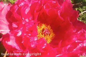 Una peonia
