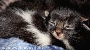 Montefiascone - I gattini abbandonati