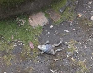 Rana morta vicino a una delle fontane di Villa Lante a Bagnaia