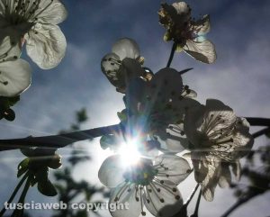 Fiori di amarene nel giardino