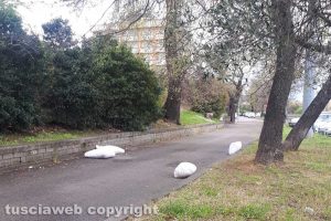 Viterbo - Rifiuti in via Falcone e Borsellino