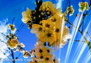 Ciliegio in fiore
