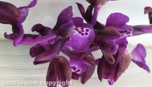 Orchidee selvatiche