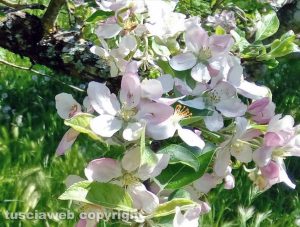 Capranica - Melo in fiore
