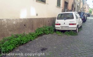 Viterbo - Erbacce in via del Pavone