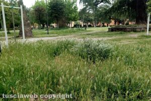 Viterbo - Le erbacce