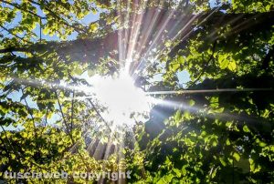Viterbo - Sole di fine aprile tra gli alberi