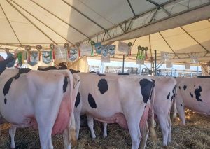 Le aziende viterbesi alla mostra zootecnica di Bastia Umbra