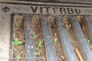Viterbo - Un tombino otturato
